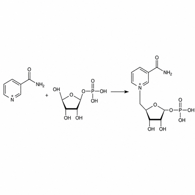 β-Nicotinamide Mononucleotide (NMN 600 mg)