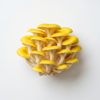 Golden Oyster Mushroom Extract (200 mg)