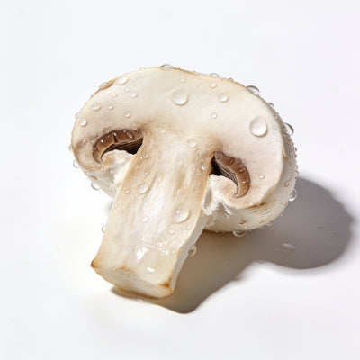 Agaricus