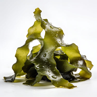 Fucoidan from Bladderwrack